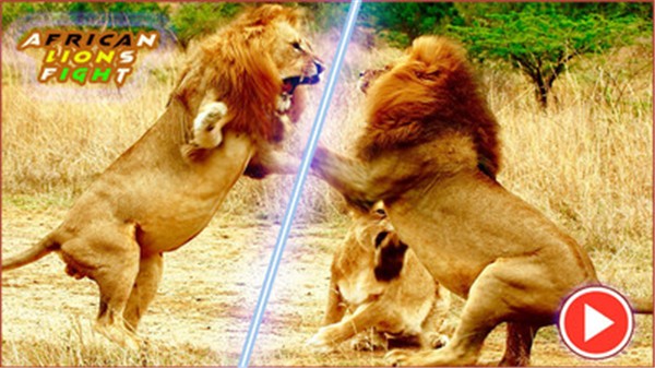 非洲狮模拟器截图3