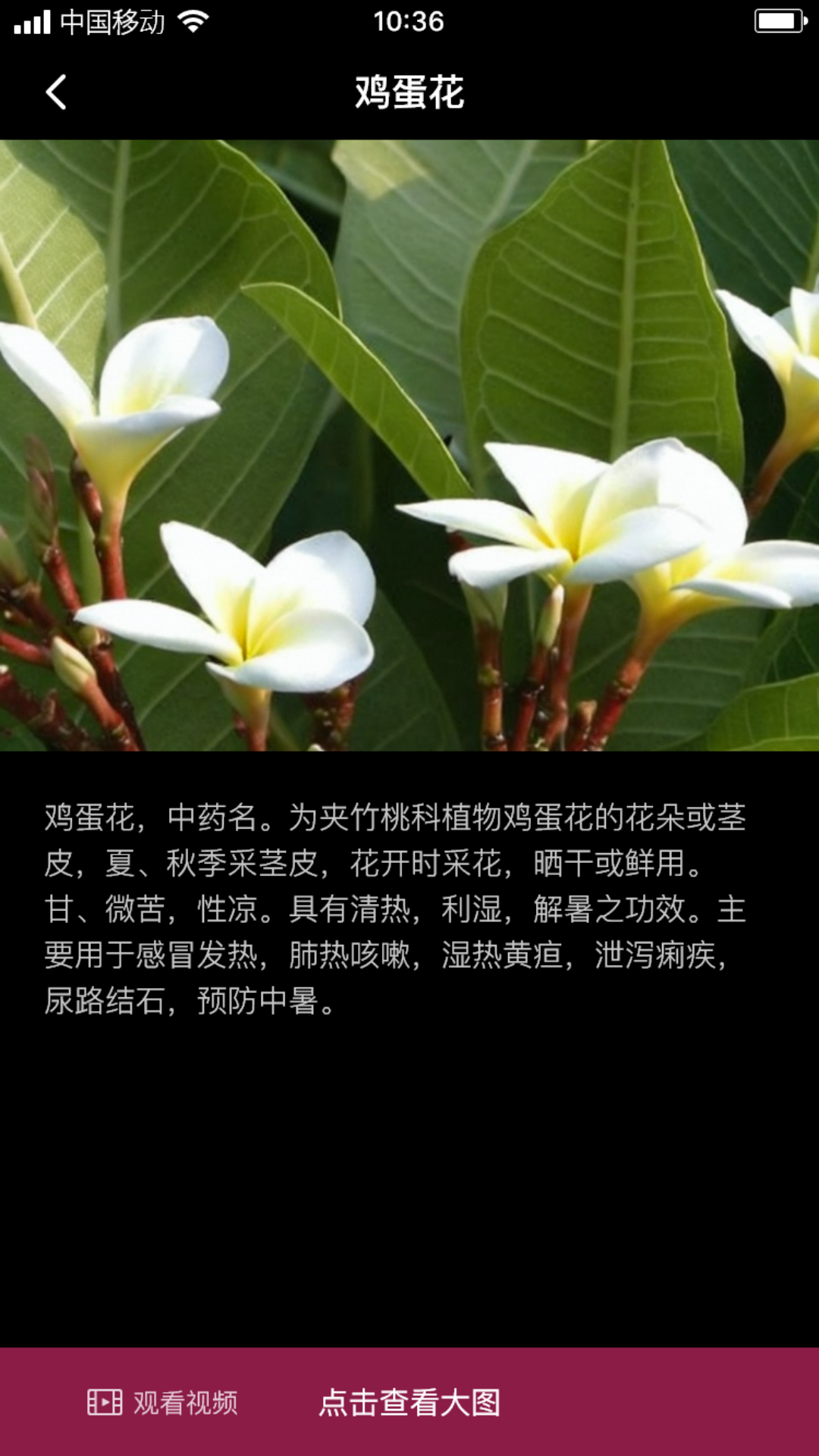臧花红叶截图2