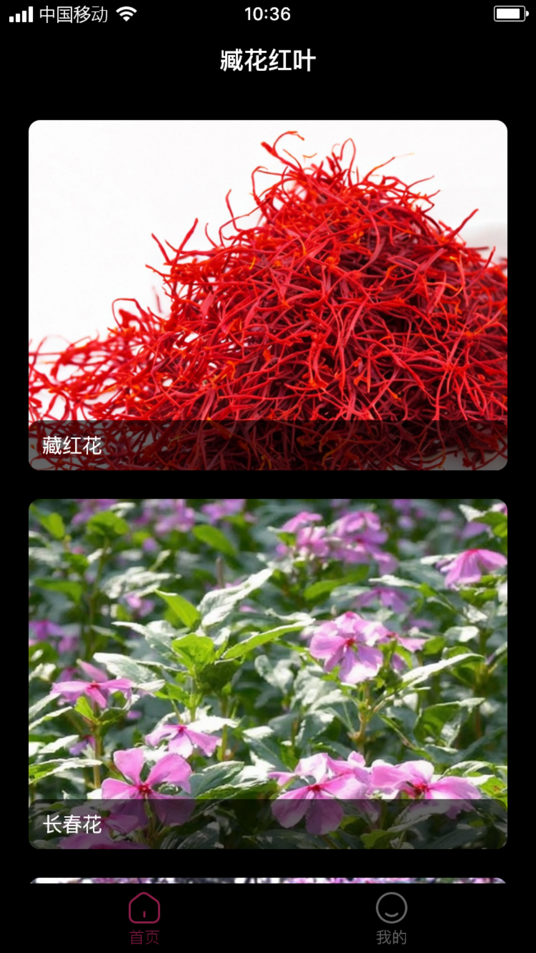 臧花红叶截图4