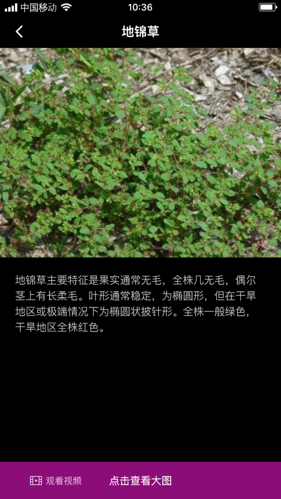 地锦花草截图1