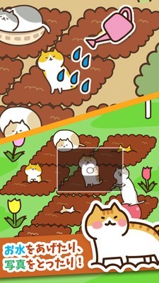 猫咪田园中文版截图2