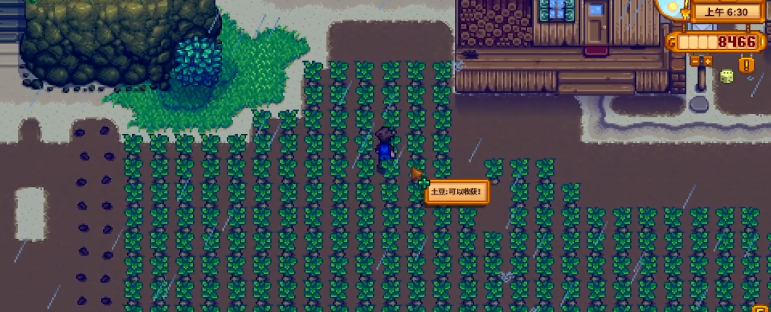 星露谷物语刚开始种什么好