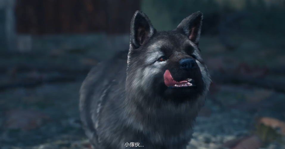 往日不再怎么把狗引出来