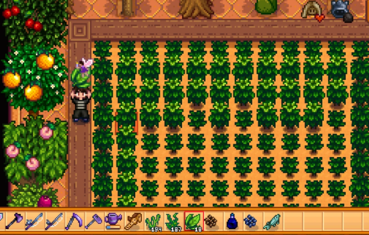 星露谷物语茶苗流怎么玩